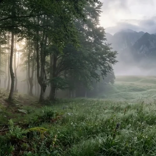 Misty beech forest and mountain meadow in Abruzzo National Park, Italy, habitat of the Marsican brown bear