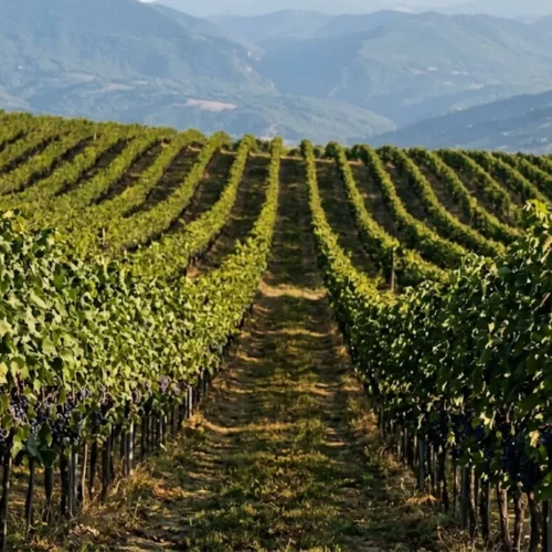 Rolling vineyard rows in Abruzzo, Italy, growing the Montepulciano grape used for Montepulciano d'Abruzzo wine